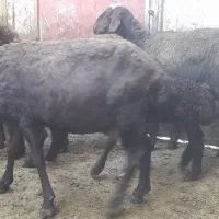 پنج عدد میش و بره مهربان