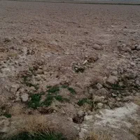 زمین کشاورزی