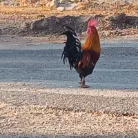خروس جوان ،مرغگیر