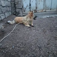 سگ پاکوتاه روباهی