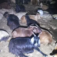 فروش ۶۰راس بز کهره دار