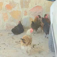 تعدادی مرغ وخروس