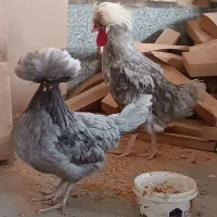 مرغ و خروس لهستانی