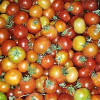 گوجه|خدمات باغبانی و درختکاری|ثلاث باباجانی, |دیوار