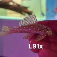 انواع پلکو