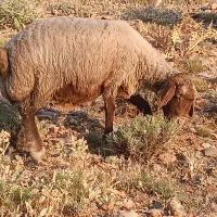 میش چاق درجه یک