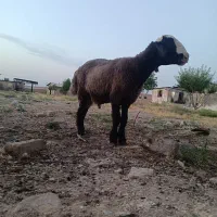 بره نر