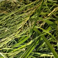 علف و اشک نرمه تازه نهزار زابل