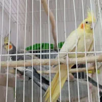 عروس هلندی بالغ