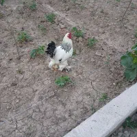 مرغ وخروس برهما