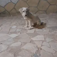 سگ پا کوتاه با هوش و واکسن خورده
