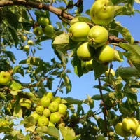 باغ سیب|خدمات باغبانی و درختکاری|زرین دشت (همدان), |دیوار