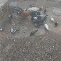 کبوتر