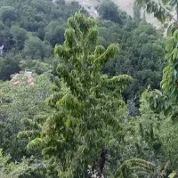 فروش-زمین-شکراب
