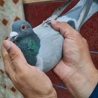 سبز گرفتنی پرینت دار نر