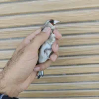 ماده سقا (سهره)زرند