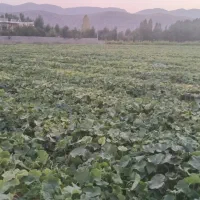 زمین-ابی-اجاره-دشتروم-امیر-آباد