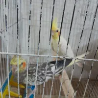 عروس هلندی