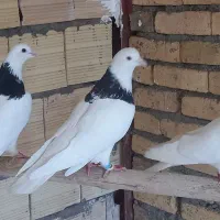 کموتر ۶ عدد طوقی و دو قلاقی  دوتازاغ ۵ عدد نامه بر