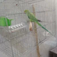 طوطی ملنگو نر