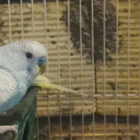 یک جفت مرغ عشق موقع تخم گذاری