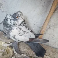 کفتر‌تزیینی‌وپرشی