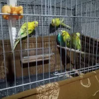 مرغ عشق و عروس هلندی آشتی رودان