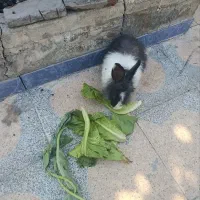 خرگوش