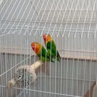 یک جفت طوطی کوتوله برزیلی