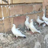 کبوتر