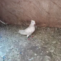 کبوتر هفت رنگ دم سفیدنر