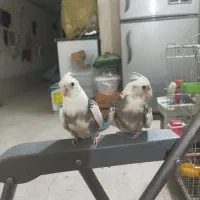 جفت عروس هلندی مولد
