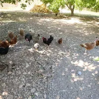 مرغ و بوقلمون
