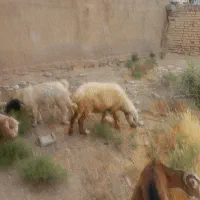 میش بز