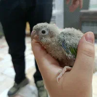 جوجه گرینچک آناناسی سرلاکی