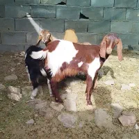 بز.کهره بزغاله