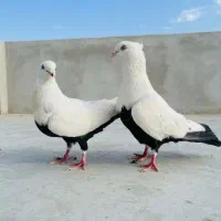 کبوتر چتن
