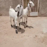 جفت کعره ماده گلابی