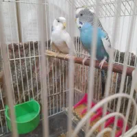 پرنده، مرغ عشق
