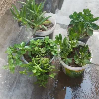 ۶ نوع گل رونده زیبا