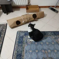 واگذاری گربه ملوس نه ماهه