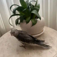 جوجه عروس هلندی