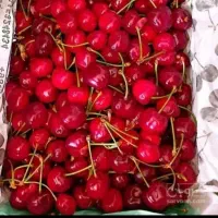 خرید گیلاس