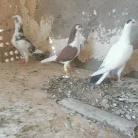 3تاحیون گرفتنی پرشی ضمانتی