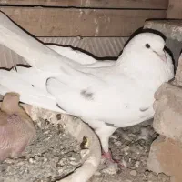 کبوتر دولاب کبوتر شمرونی