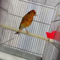 سهره قناری نر مست