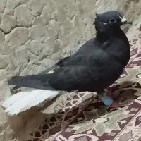 کرمانی دم سفیدماده
