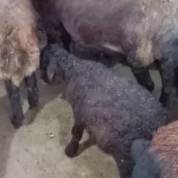 میش و 5 بره