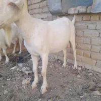 نر بز جوان سانن فروشی