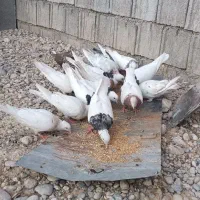 پرنده